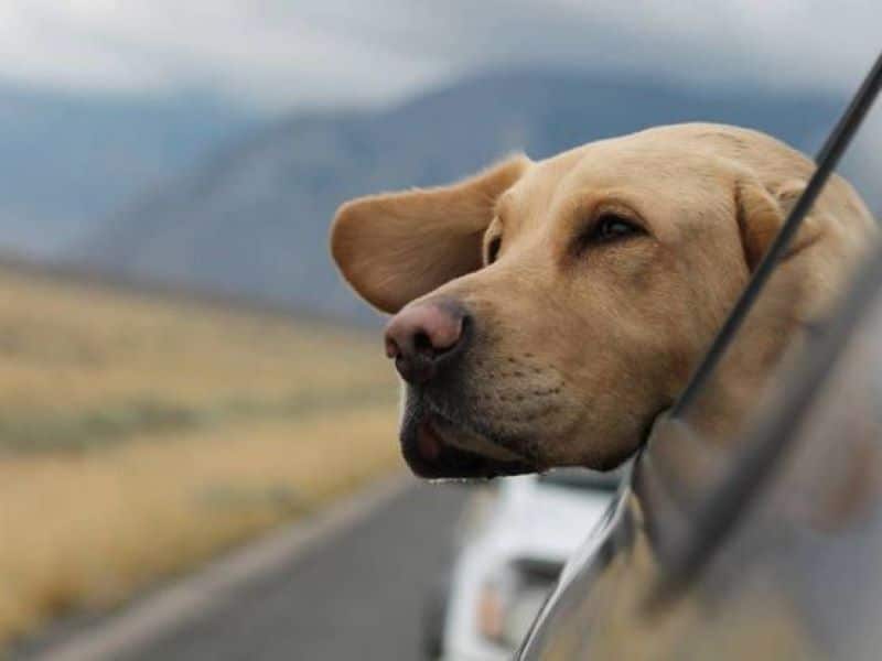 Voici ce que vit votre chien lorsque vous lui faites des câlins