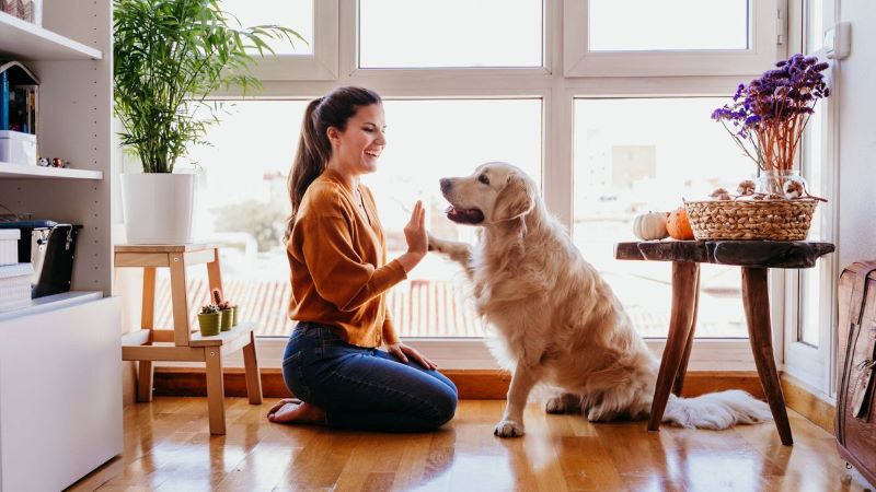 Voici ce que vit votre chien lorsque vous lui faites des câlins