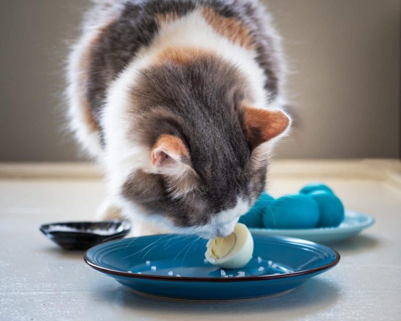 Voici ce qui se passe si votre chat mange des œufs