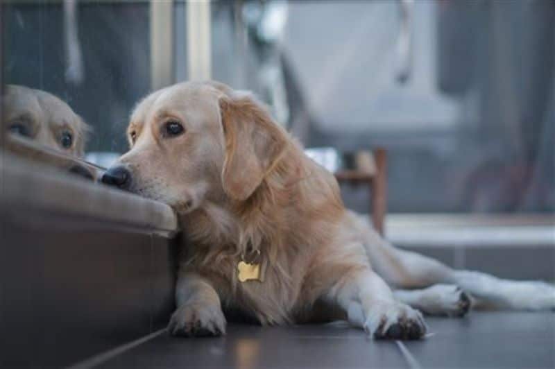 Voici comment les chiens et les chats expriment le deuil de la perte d'un compagnon