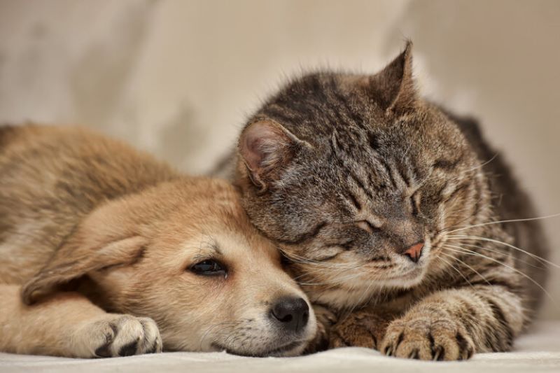 Voici comment les chiens et les chats expriment le deuil de la perte d'un compagnon