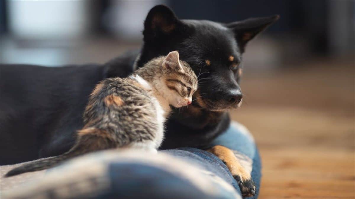 Voici comment les chiens et les chats expriment le deuil de la perte d'un compagnon