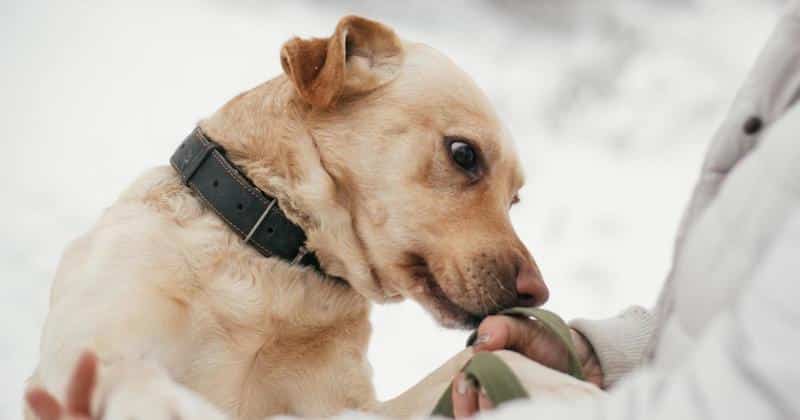 Voici comment les chiens sont capables d'identifier les mauvaises personnes