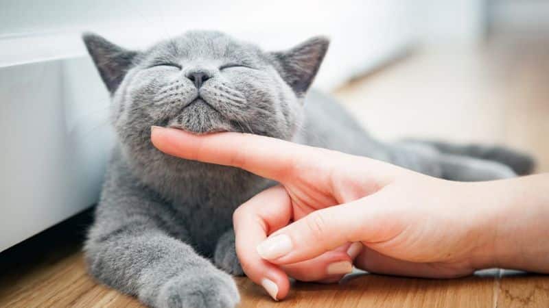 Voici comment vous devriez caresser un chat pour qu'il l'aime vraiment (selon la science)