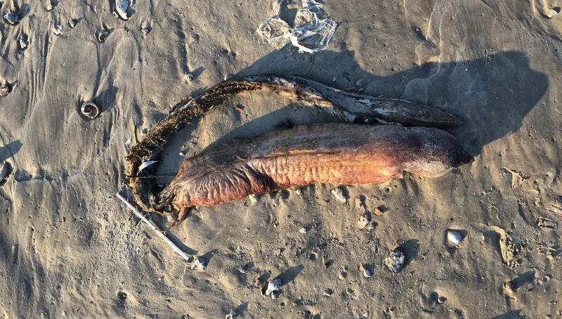 Voici la mystérieuse créature aux dents acérées trouvée sur une plage du Texas après le passage de l'ouragan Harvey