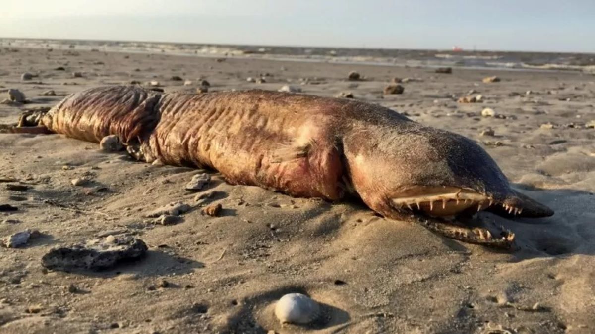 Voici la mystérieuse créature aux dents acérées trouvée sur une plage du Texas après le passage de l'ouragan Harvey