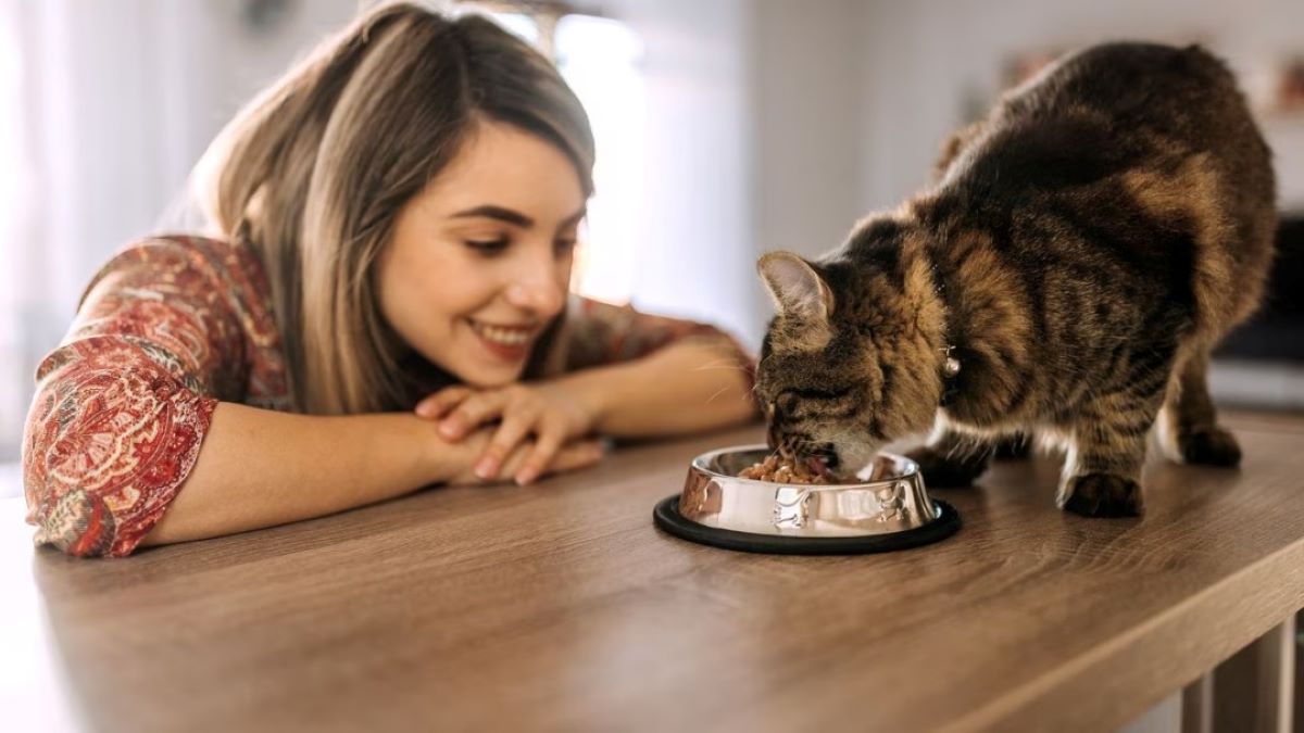 Voici les maladies qu'un chat peut transmettre à l'homme