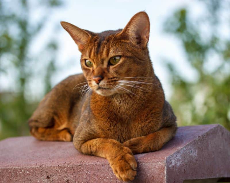 Voici les races de chats les plus intelligentes