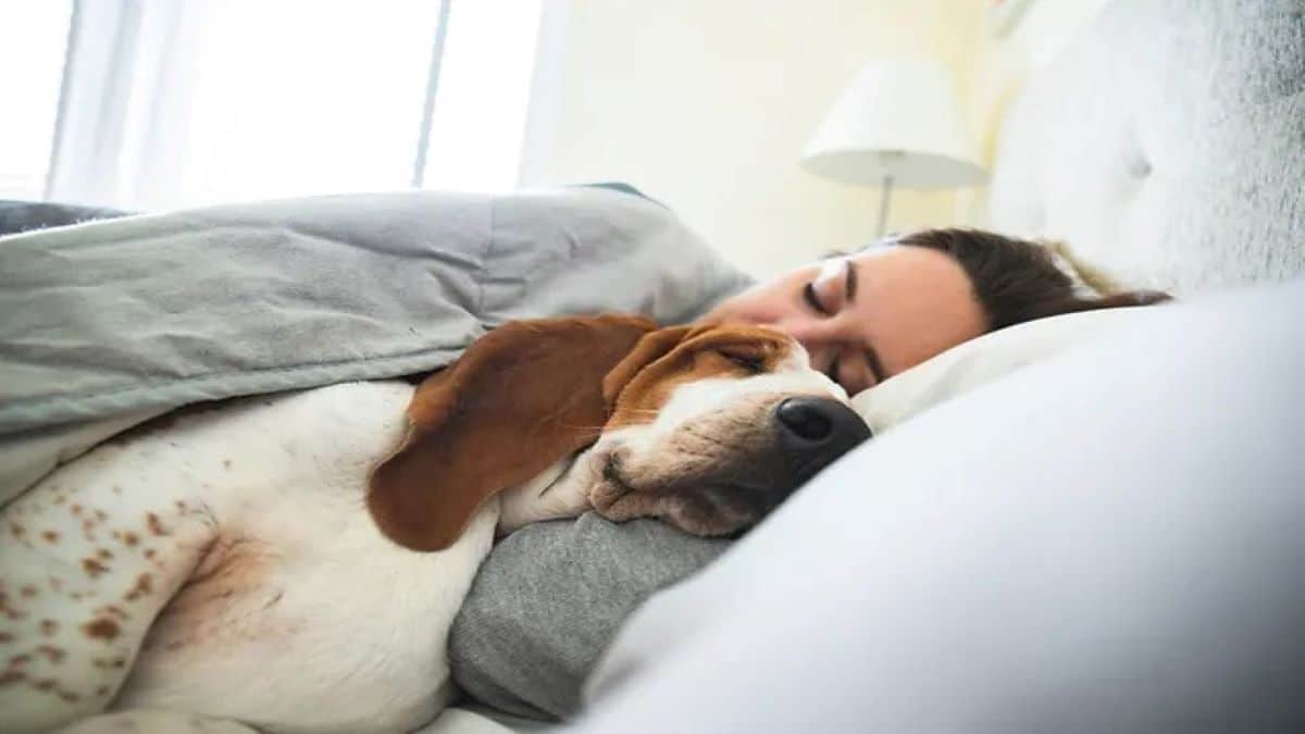 Les risques encourus en dormant avec des chats ou des chiens