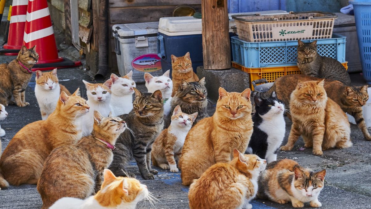 Voici l'île japonaise où il y a plus de chats que d'habitants