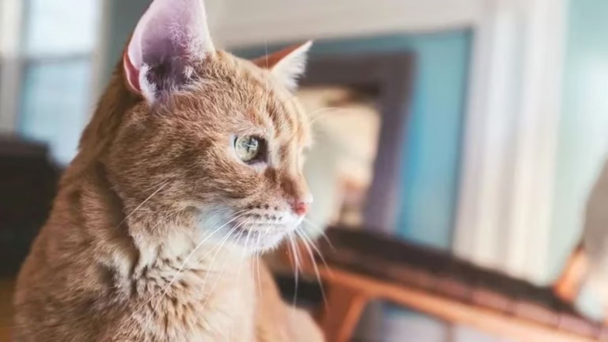 Voici l'importance des moustaches chez les chats et pourquoi il ne faut pas les couper ni les toucher