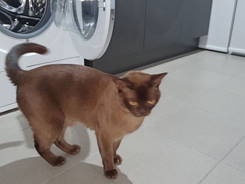 Voici Oscar le chat qui a survécu au cycle de chauffage de la machine à laver - il a passé 12 minutes à l'intérieur avec du détergent