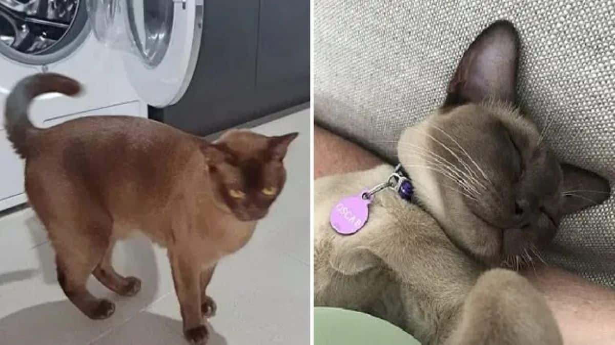 Voici Oscar, le chat qui a survécu après être resté 12 mn dans une machine à laver en marche