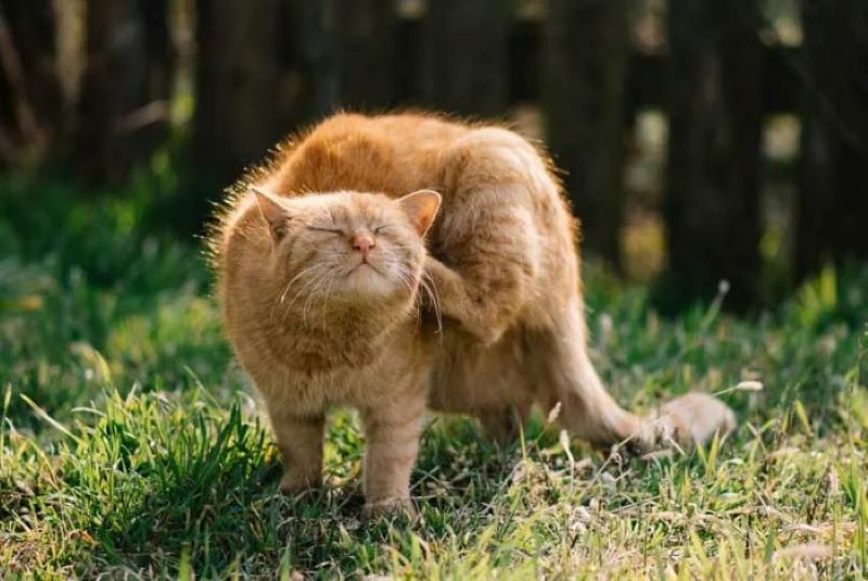 Voici pourquoi les chats sont plus sujets aux puces que les chiens ?