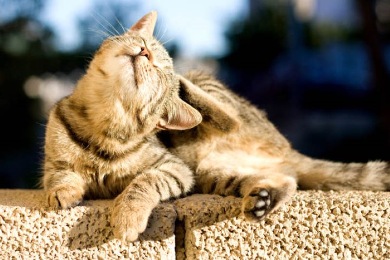 Voici pourquoi les chats sont plus sujets aux puces que les chiens ?