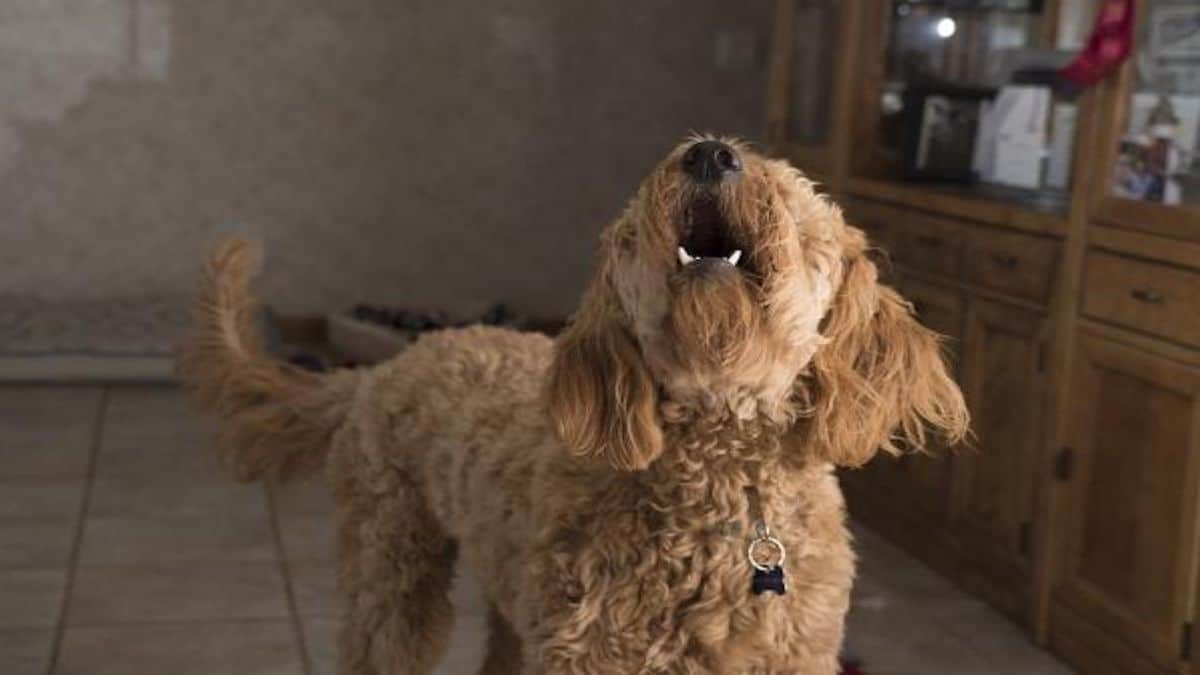 Voici pourquoi les chiens pleurent-ils la nuit quand vous dormez ?