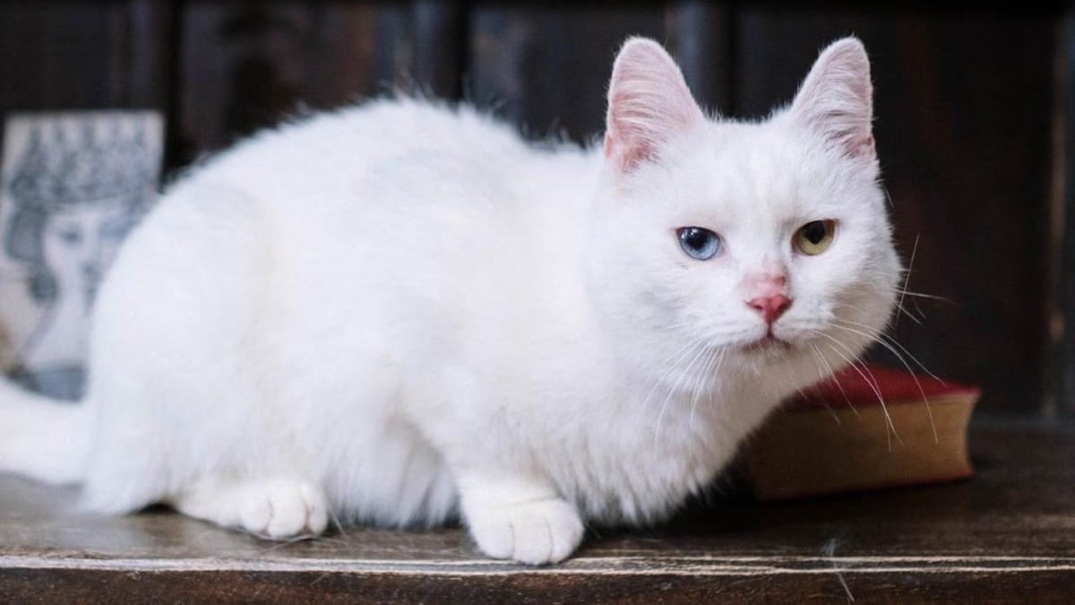 Voici pourquoi votre chat est toujours très curieux, toutes les raisons dévoilées