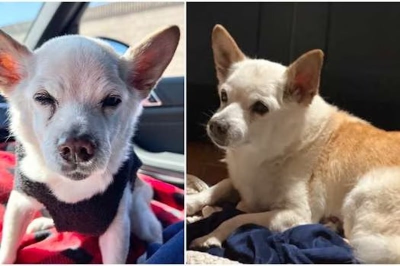 Voici Spike est maintenant le plus vieux chien du monde, quel âge a-t-il ?