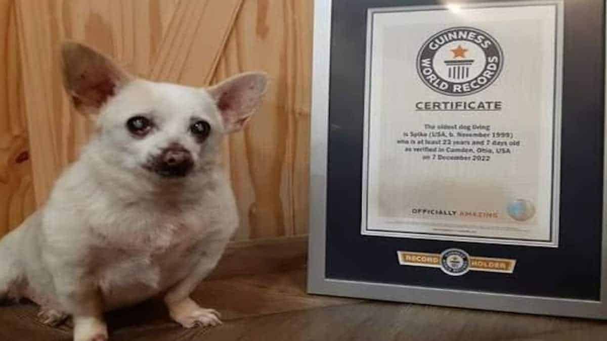 Spike est désormais le plus vieux chien du monde, voici quel est son âge
