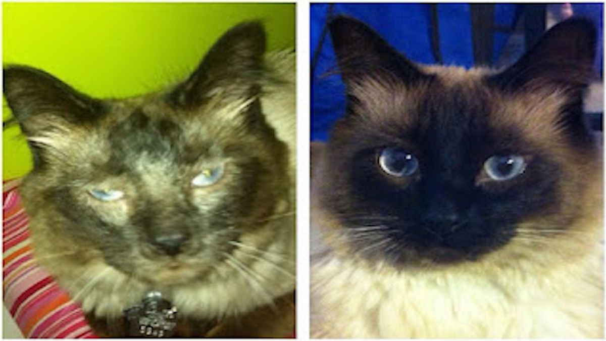 12 Photos de chats avant/après l'adoption, leur transformation est incroyable !