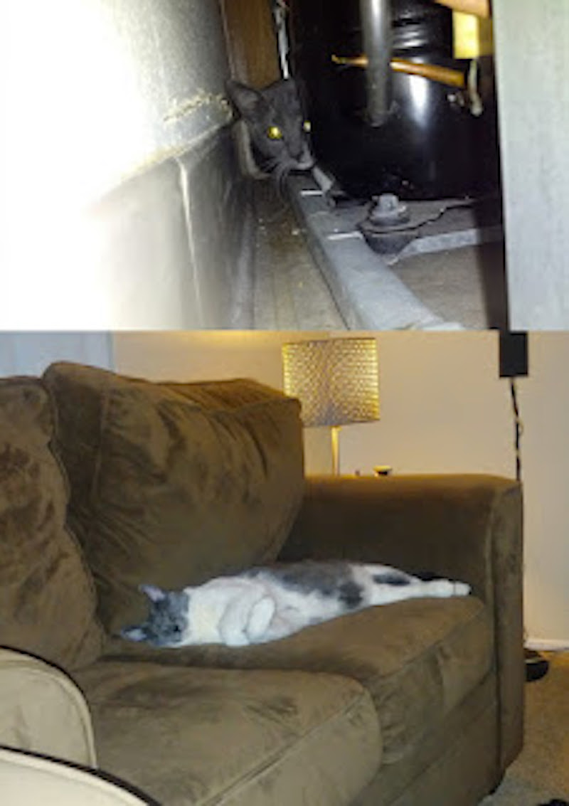 12 Photos avant et après l'adoption, on peut voir ce que l'amour fait aux chats
