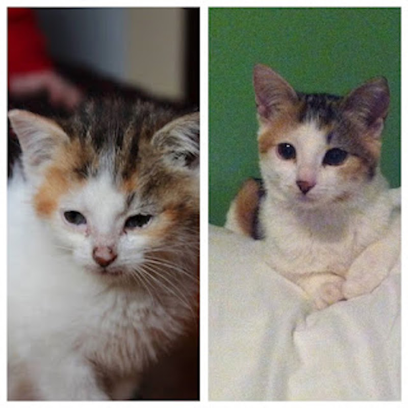 12 Photos avant et après l'adoption, on peut voir ce que l'amour fait aux chats