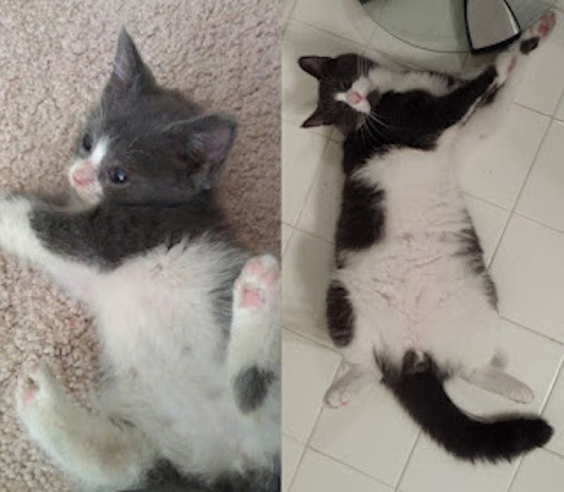 Photo de chats avant et après l'adoption