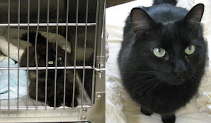 Photo de chats avant et après l'adoption