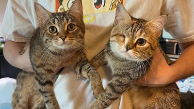 2 chatons errants voyagent de l’autre côté de la planète pour un changement de vie radical