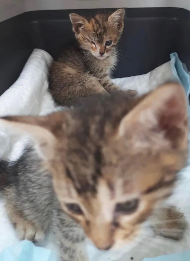 2 chatons errants voyagent de l’autre côté de la planète pour un changement de vie radical