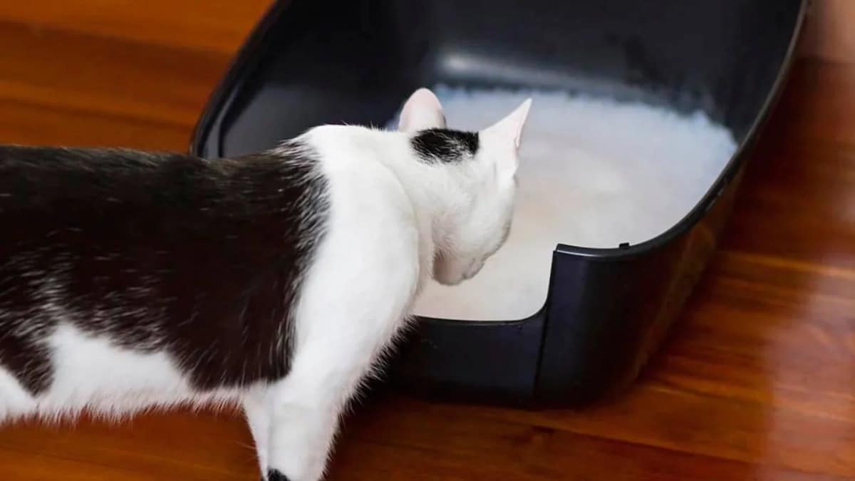 4 raisons pour lesquelles votre chat fait ses besoins en dehors du bac à litière