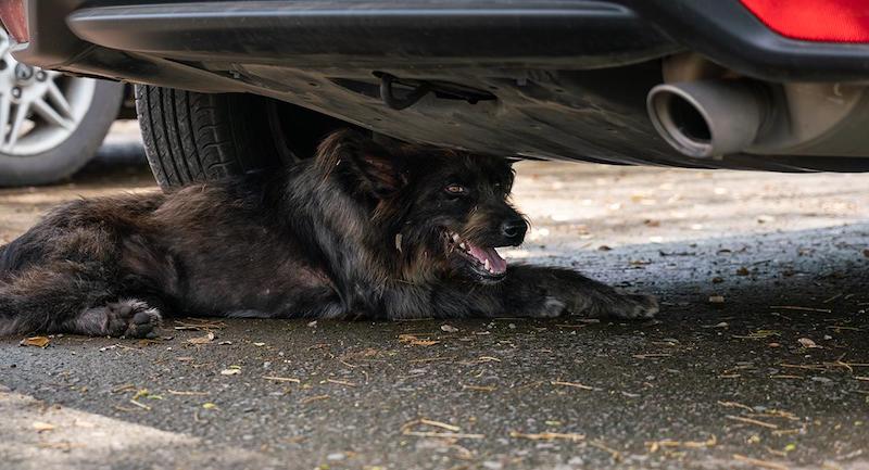 5 choses que les chiens font avant de mourir