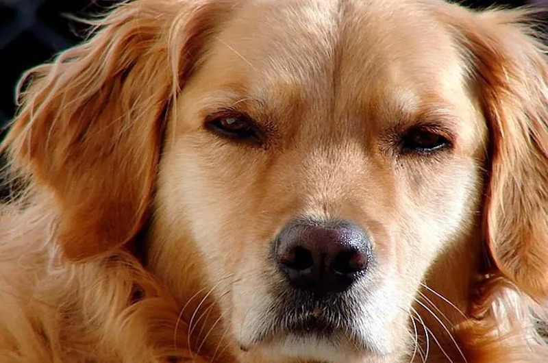6 choses que les chiens détestent le plus chez les humains