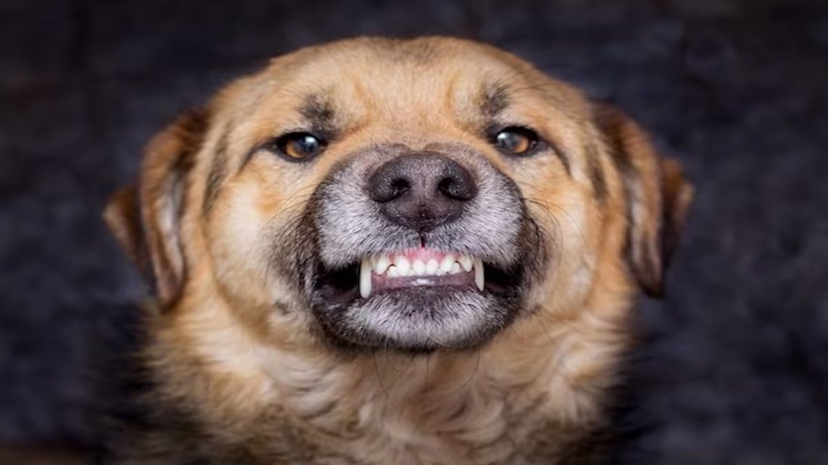 6 choses que les chiens détestent le plus chez les humains