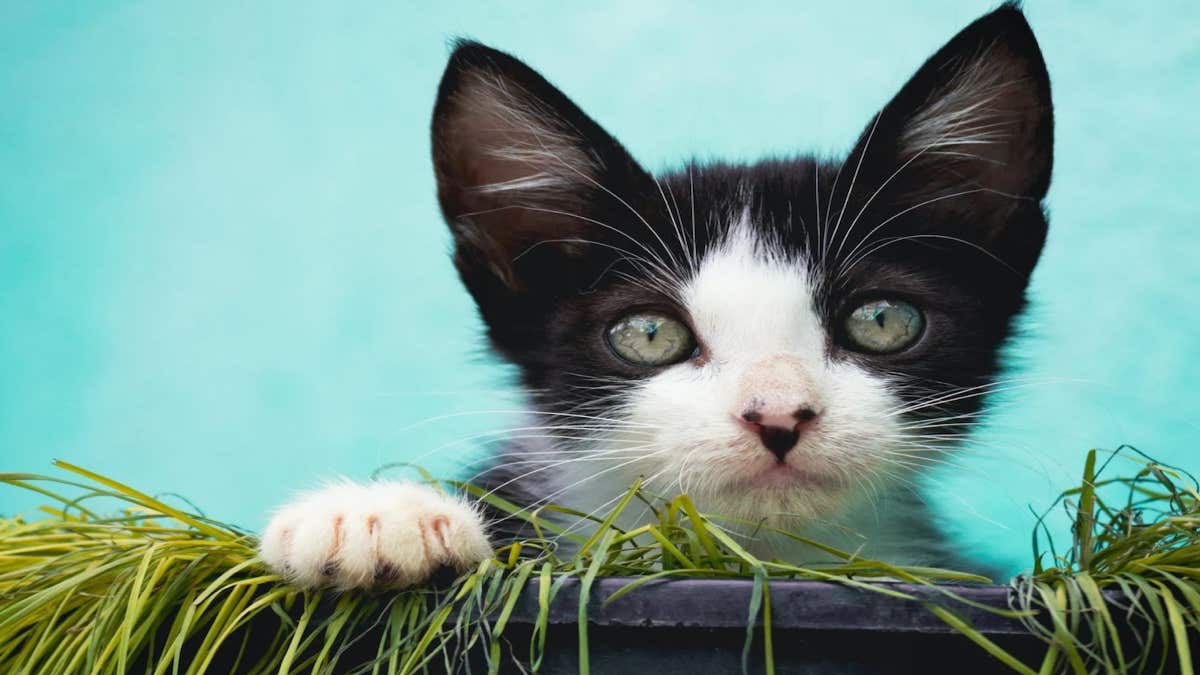 5 choses qui arrivent quand un chat entre dans votre vie