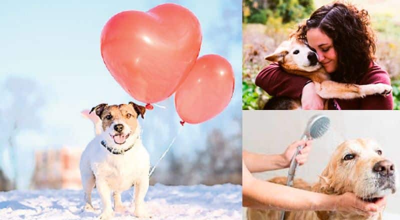 6 plans intéressants pour profiter de la Saint-Valentin avec votre chien