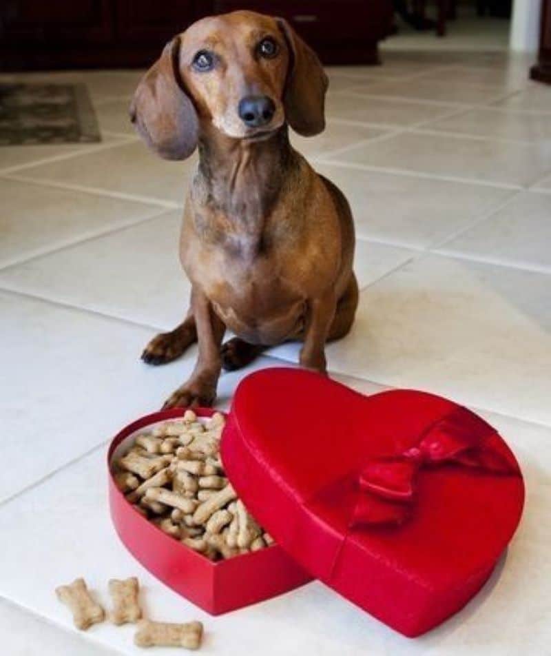 6 plans intéressants pour profiter de la Saint-Valentin avec votre chien