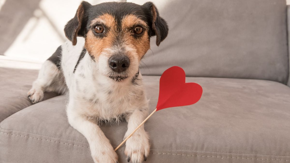 6 idées pour profiter de la Saint-Valentin avec votre chien