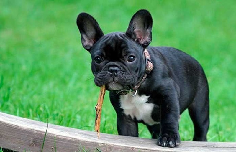 Bouledogue français : voici les vraies caractéristiques et les soins