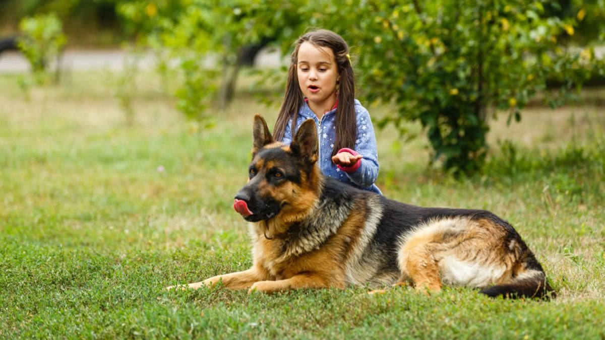 Ce bébé s’amuse à poursuivre le Berger allemand : le chien a une réaction inouïe (Vidéo)