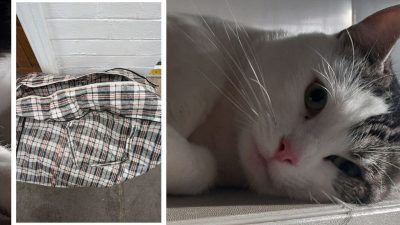 Ce chat abandonné dans un sac fermé miaule de toutes ses forces pour être sauvé
