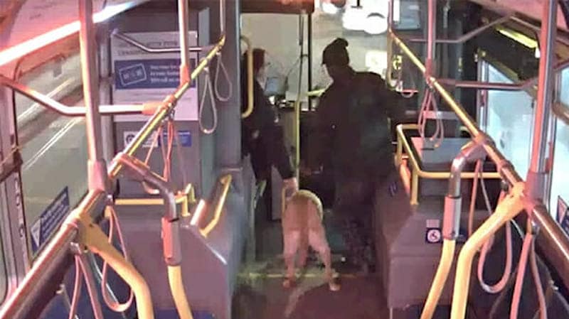 Ce chauffeur de bus suspecte un problème avec le propriétaire du chien, il décide de fermer les portes