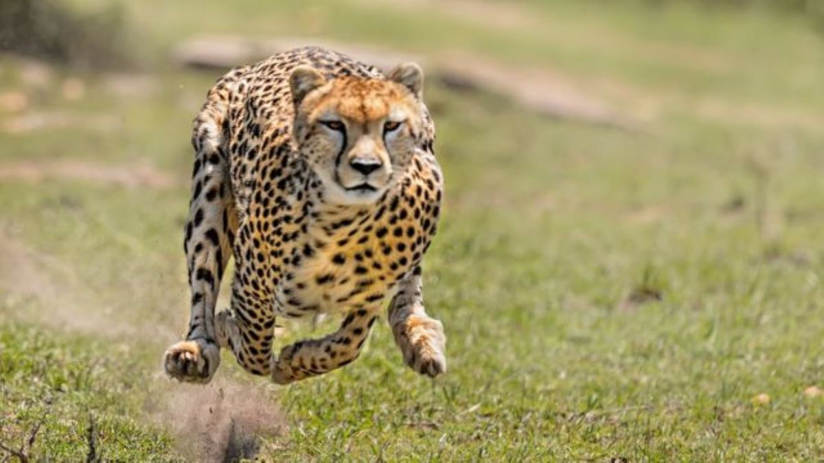 Voici les animaux les plus rapides du monde