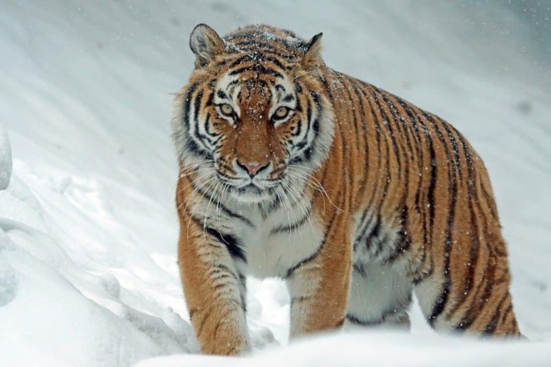 Le tigre de sibérie