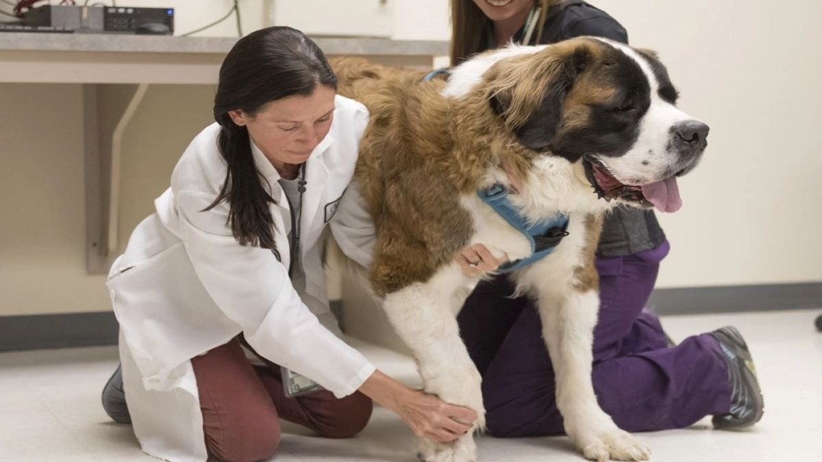 Cancer chez les chiens : comment détecter la maladie