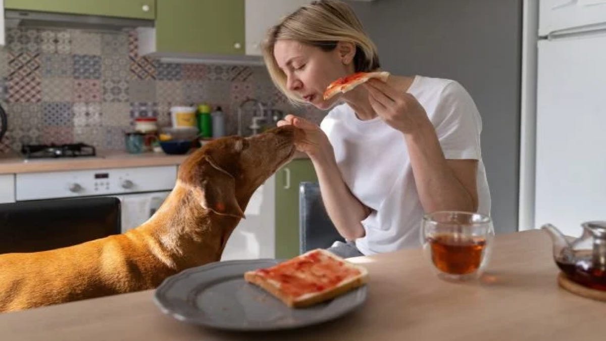 Ces 6 aliments sont très dangereux pour votre chien, ne lui donnez surtout pas !