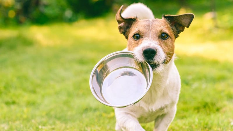 Ces 6 aliments sont très dangereux pour votre chien, ne lui donnez surtout pas !