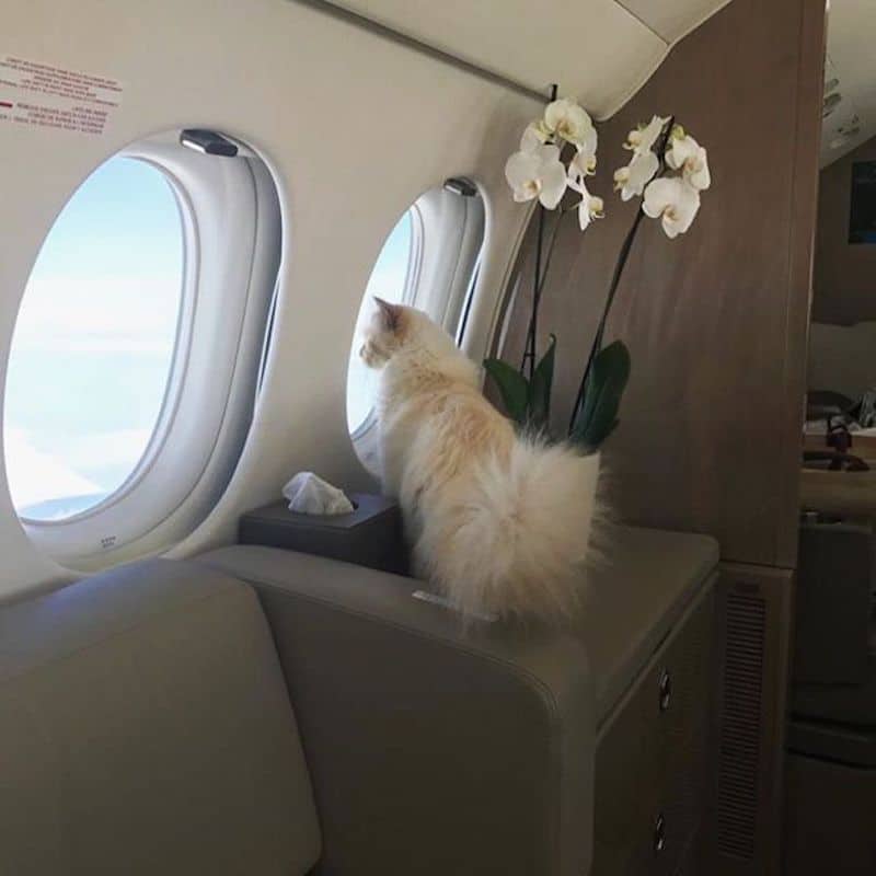 Voici la vie luxueuse de Choupette, la chatte héritière de la fortune de Karl Lagerfeld