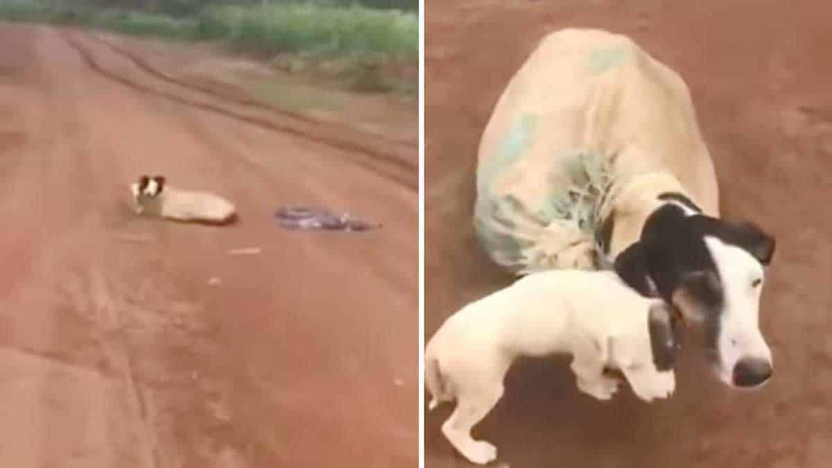 Cette chienne a été retrouvée abandonnée dans un sac clos avec ses petits. Sauvés et examinés, ces animaux ont besoin d'un nouveau départ.