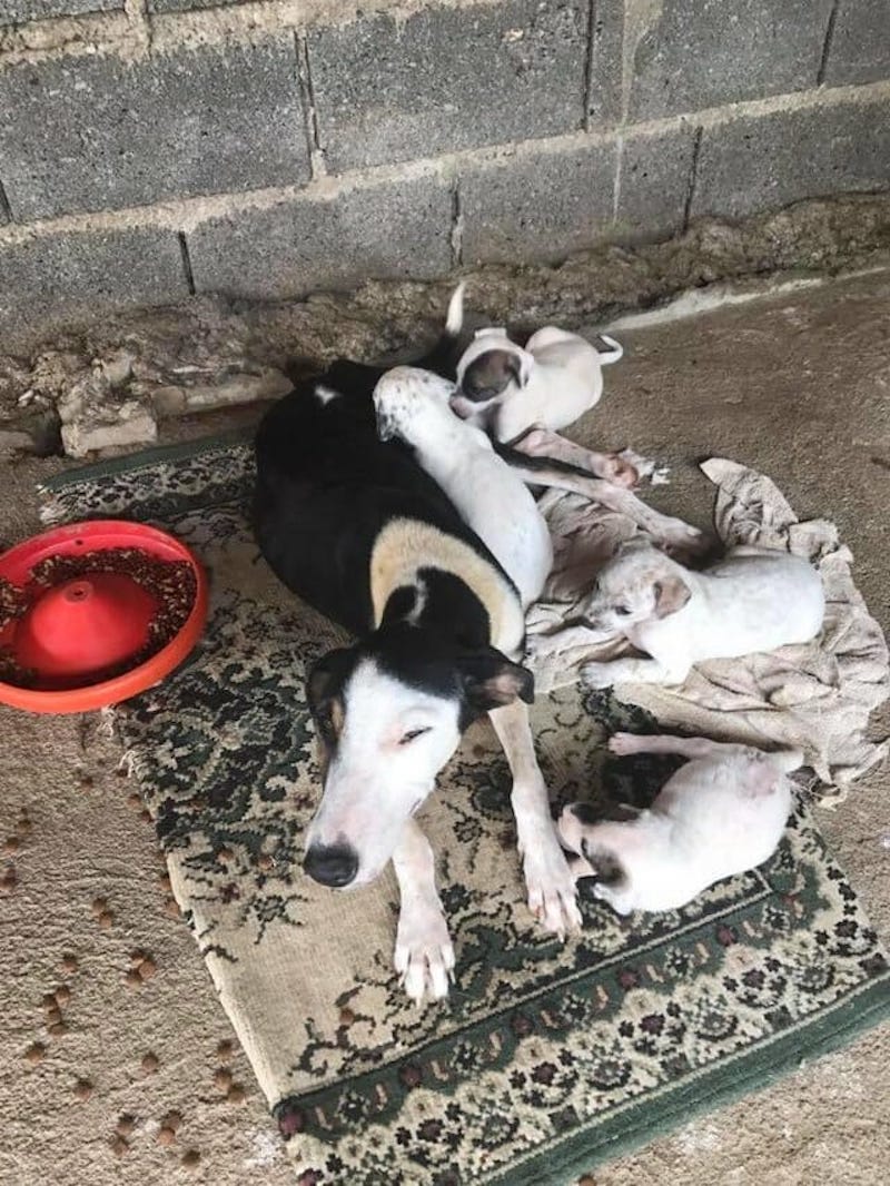 Cette chienne a été retrouvée abandonnée dans un sac clos avec ses petits. Sauvés et examinés, ces animaux ont besoin d'un nouveau départ.